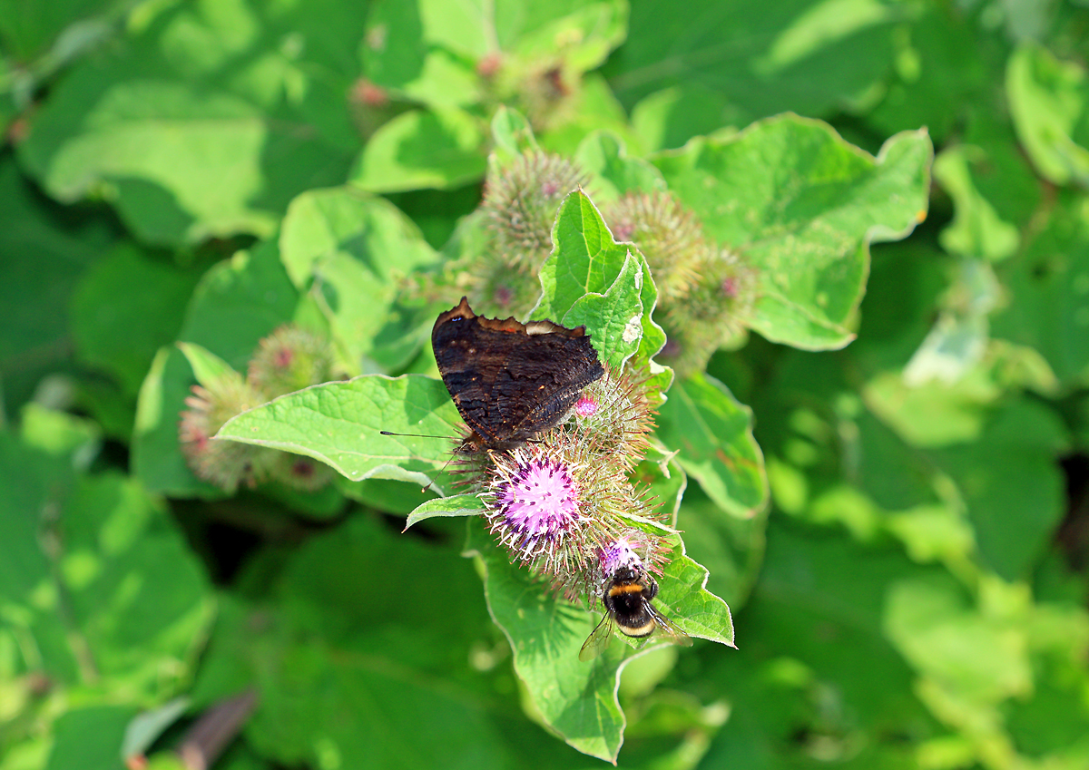 Schmetterling