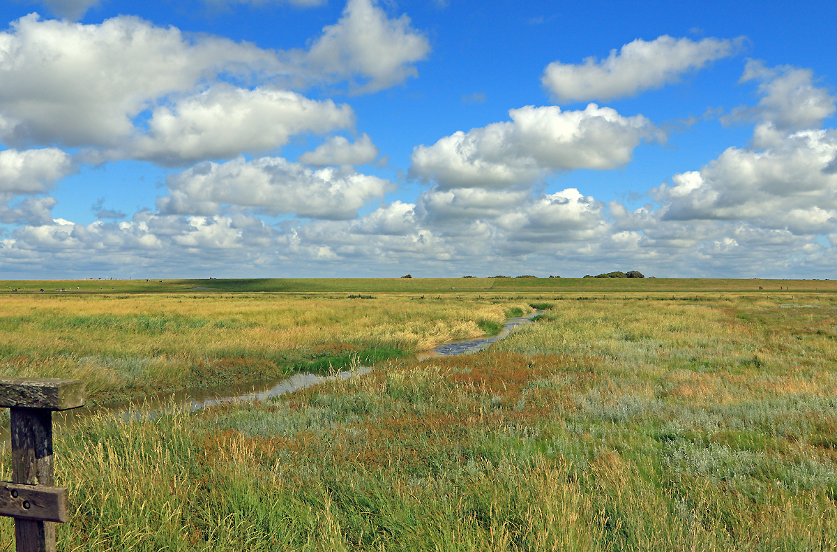 Marschlandschaft